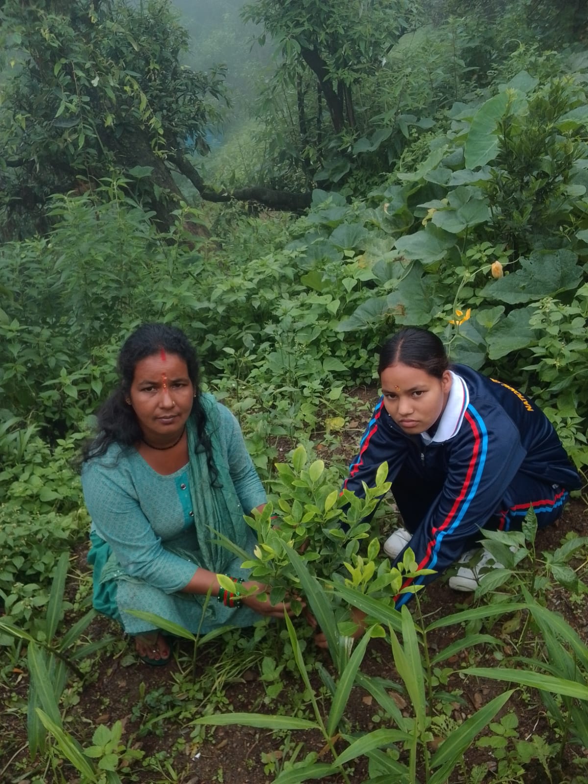 Tree Activity